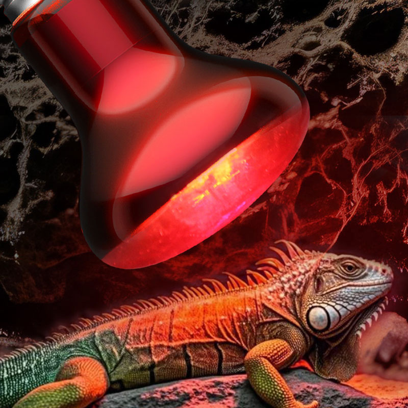Gecko Lighting & Decor - Sürüngen Isıtma Lambası 100V/220V Kızılötesi Ampul